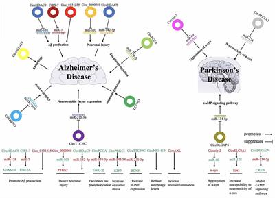The Emerging Role of Circular RNAs in Alzheimer’s Disease and Parkinson’s Disease